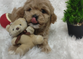 Kore maltipoo bebekler